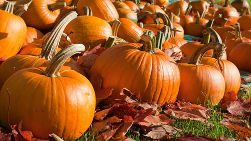 Pick Your Own Pumpkin