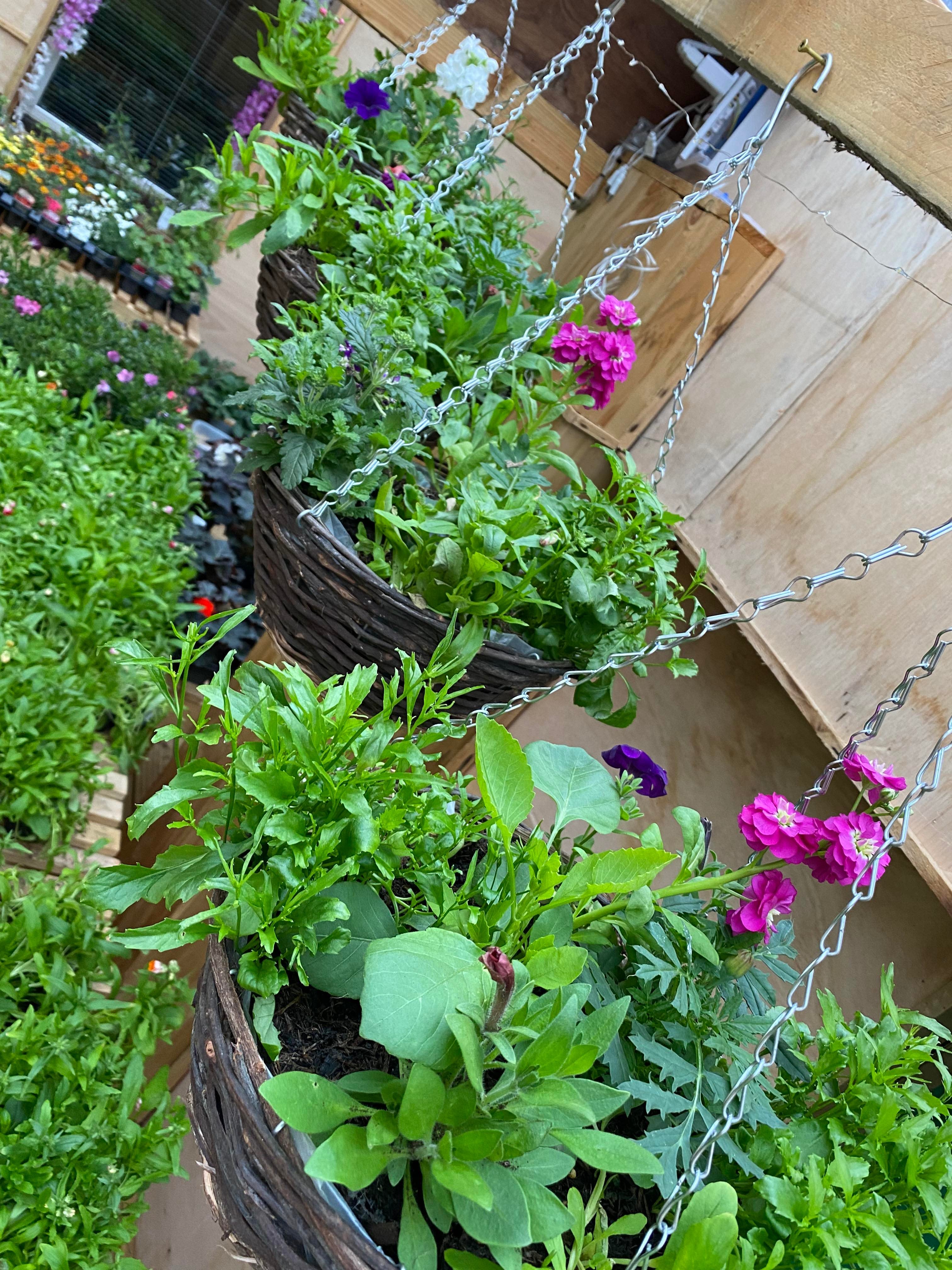 Hanging Baskets