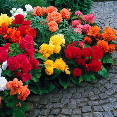 Giant Non Stop Begonias