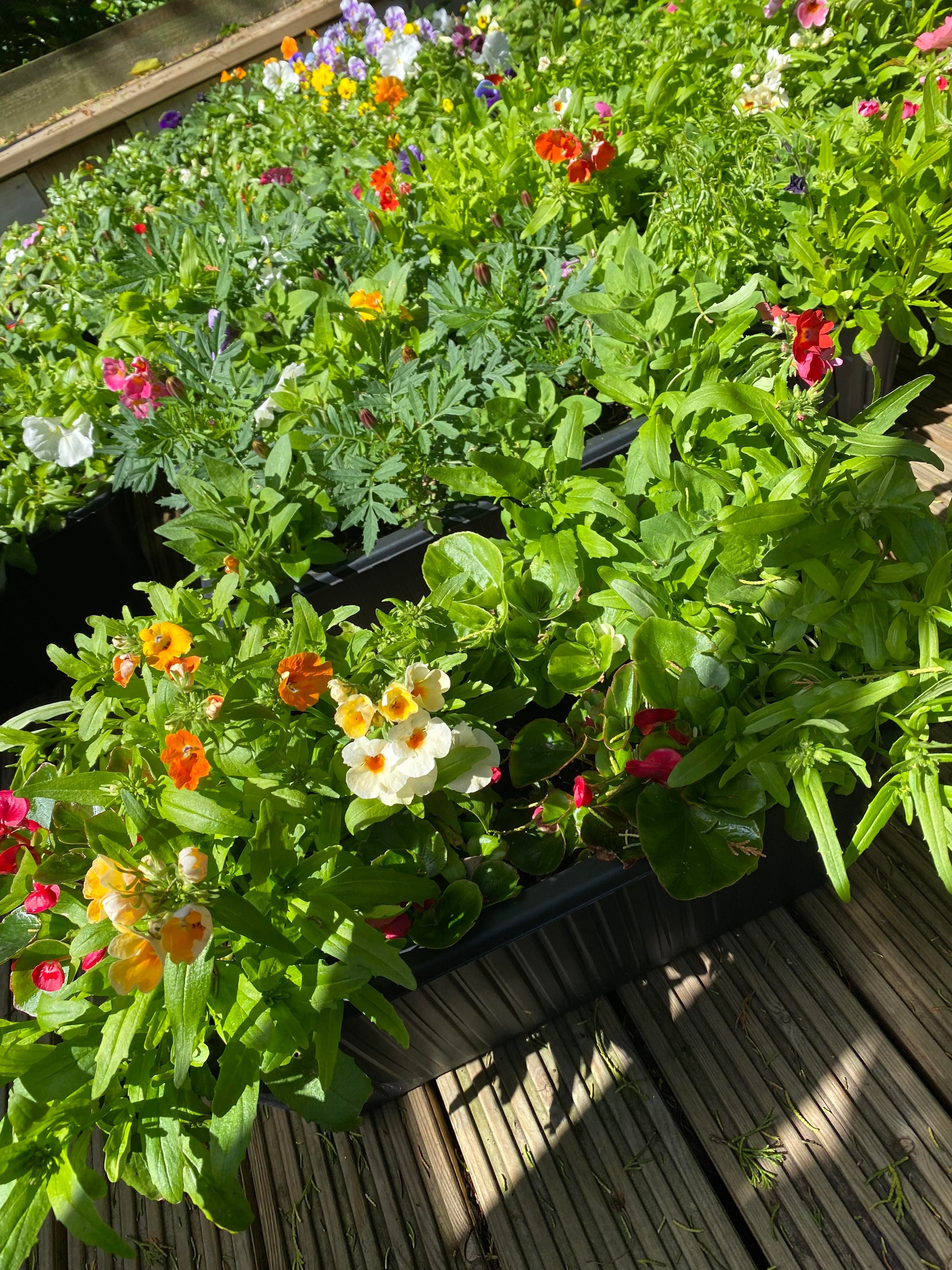 Pre planted Pots, buckets & Hangers