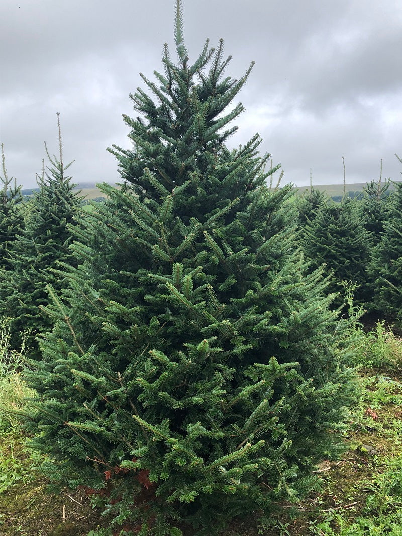 🎄6.6ft- 7.6ft🎄Hand Selected Fraser Fir Christmas Tree- £64.99 Pay Just The Deposit Today And Relax Till It’s Time For Picking It❤️ 🎄