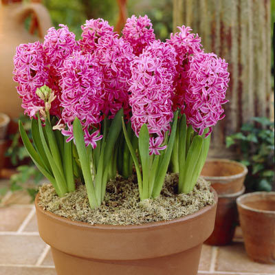 Pink Hyacinth x6 Plants each in a 9cm Pot - They make an excellent cut flower