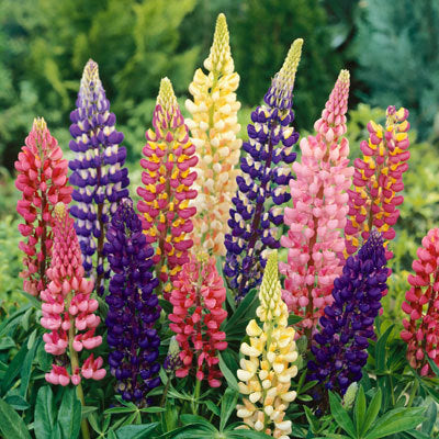 Mixed Scented Lupins  Each plant is grown in a 9cm pot - 5 plant pack