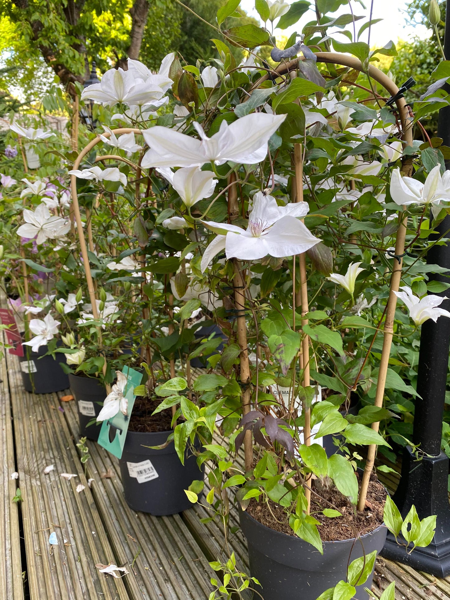 Large Clematis White Or Purple