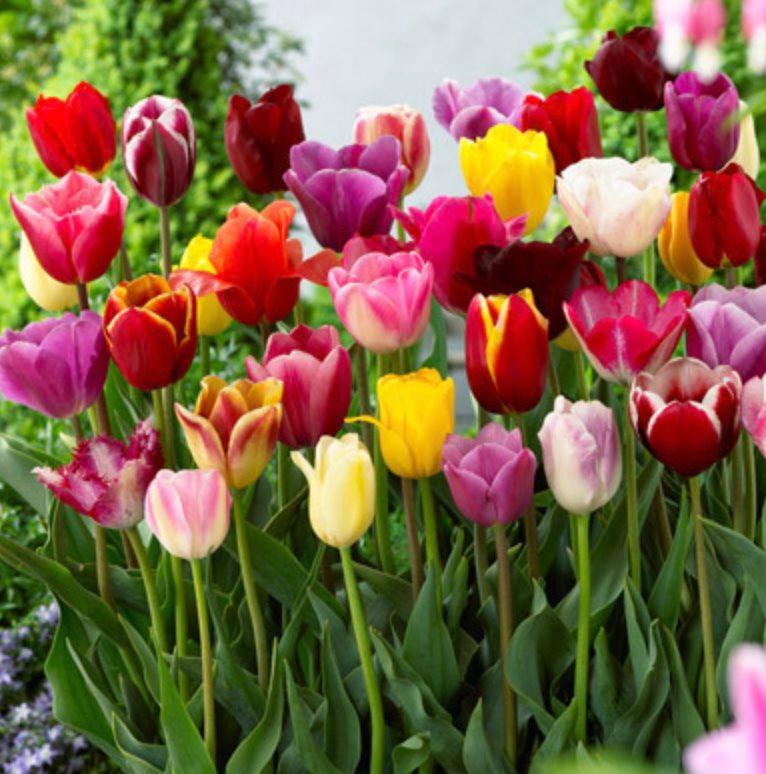Tulip Triumph Mixed - Pack of 10 Tulips, Each grown in there own 9cm pot ready to be planted out