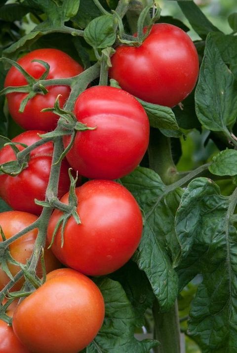 Tomato Shirley