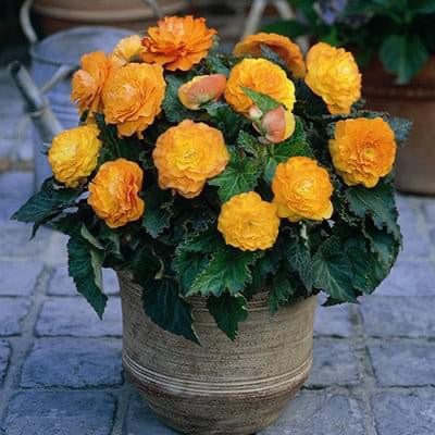 Non Stop Flowering Begonia Orange - Pack Of 4