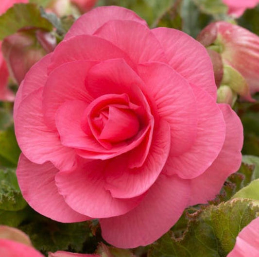 Non Stop Flowering Begonia Mixed - Pack Of 4