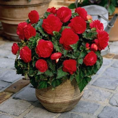 Non Stop Flowering Begonia Red- Pack Of 4