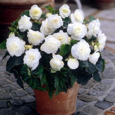 Non Stop Flowering Begonia White- Pack Of 4