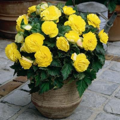 Non Stop Flowering Begonia Yellow- Pack Of 4