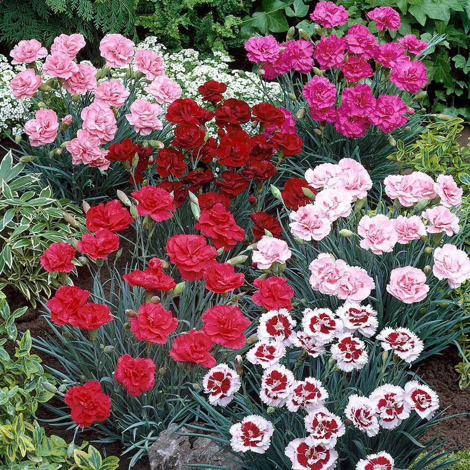 2L Carnations Plants - large size plant