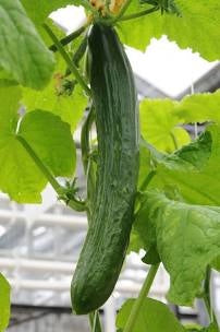 Cucumber plant - 9cm pot