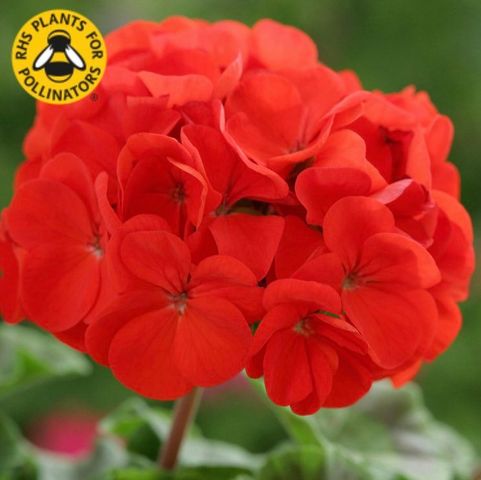 4 Pack of Large Geraniums White, Purple, Red , Pink