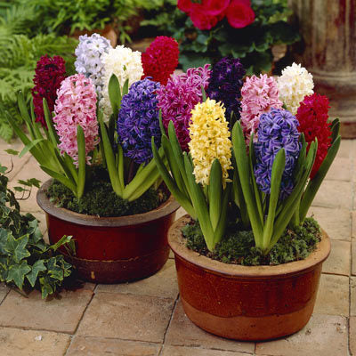 Hyacinth Mix  x6 Plants each in a 9cm Pot - They make an excellent cut flower