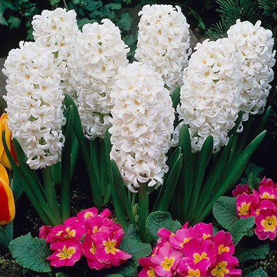 White Hyacinth x6 Plants each in a 9cm Pot - They make an excellent cut flower