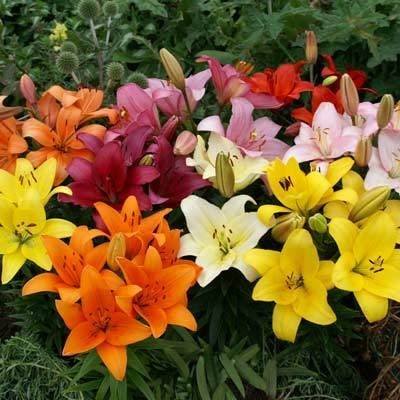 Asiatic Lilies Mixed Standard ( 4ft tall when flowering)  x 3 Pots - Each pot contains 3 plants  *Scented* - Total of 9 plants