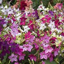 Nicotiana Mixed Flowers - 6 Pack