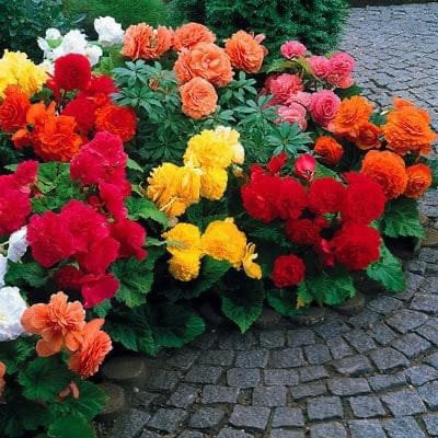 Non Stop Flowering Begonia Mixed - Pack Of 4