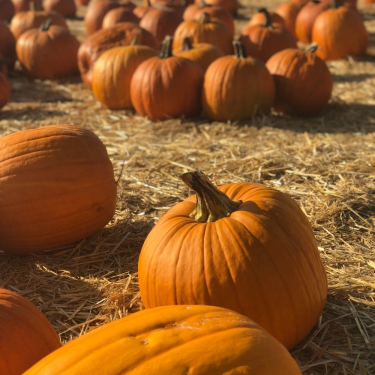 Pumpkin Picking & Maze Entry Ticket-  Adult or Child  - Saturday October 22nd