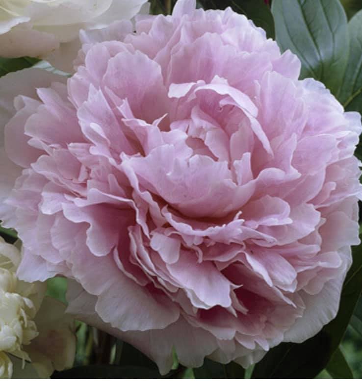 Scented Pink Peony