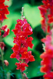Snap Dragons Red 6 Pack