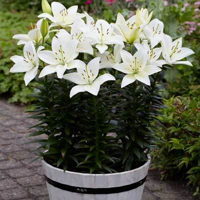 Dwarf Asiatic Lilies White  x 3 Pots - Each pot contains 3 plants  *Scented* - Total of 9 plants