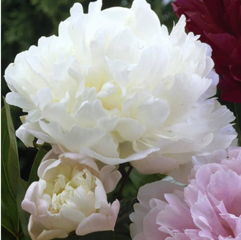 Scented White Peony